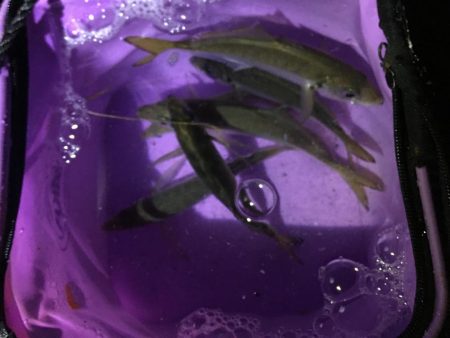 夜中にサビキ釣り